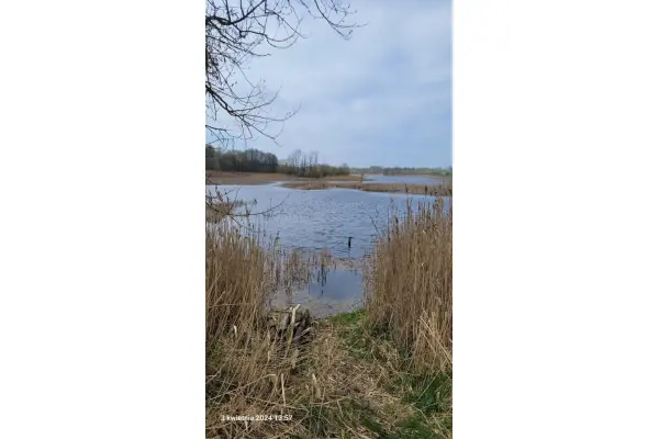 zachodniopomorskie, Choszczeński, Bierzwnik, Zieleniewo, Działka na sprzedaż