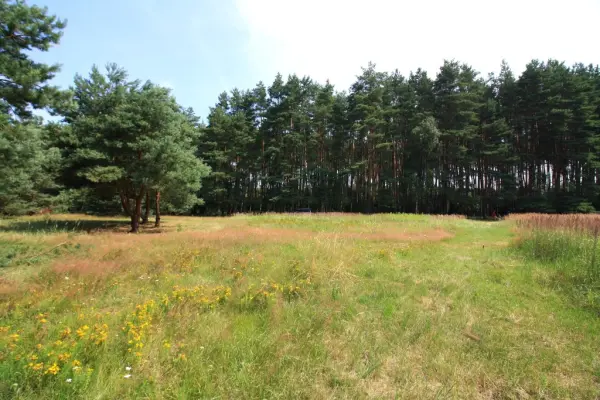 zachodniopomorskie, Szczecin, Wielgowo, Żywiczna, Duża działka przy lesie w Wielgowie