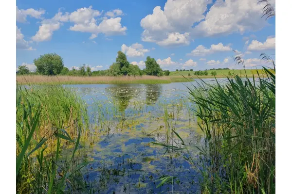 zachodniopomorskie, Choszczeński, Bierzwnik, Zieleniewo, Działka na sprzedaż