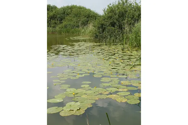 zachodniopomorskie, Pyrzycki, Pyrzyce, Giżyn, Giżyn nad J. Miedwie, MPZP działka 900m2,120 zł/m2