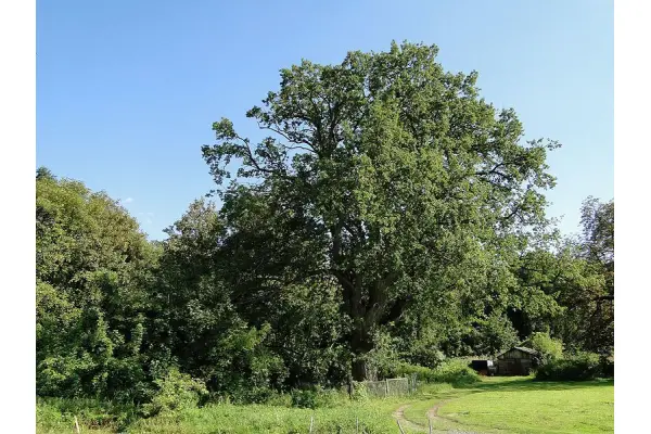 zachodniopomorskie, Policki, Kołbaskowo, Kurów, Na Klifie, Kurów działka inwest. 2,8 ha, piękny widok na Odrę