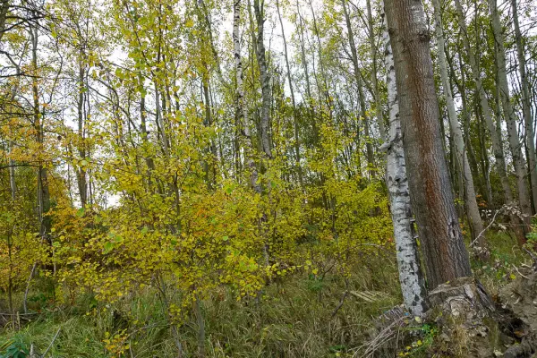 zachodniopomorskie, Stargardzki, Kobylanka, Kobylanka Os. Zielone MPZP, 894 m2, 240000 zł